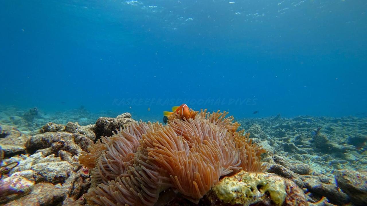 Rasreef Rasdhoo Maldives Otel Dış mekan fotoğraf