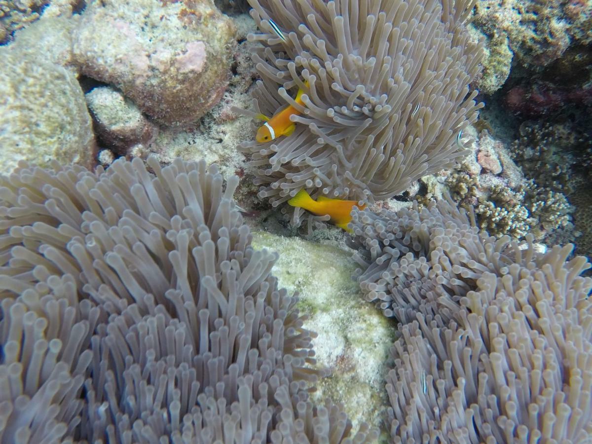 Rasreef Rasdhoo Maldives Otel Dış mekan fotoğraf